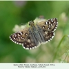 spialia orbifer az female